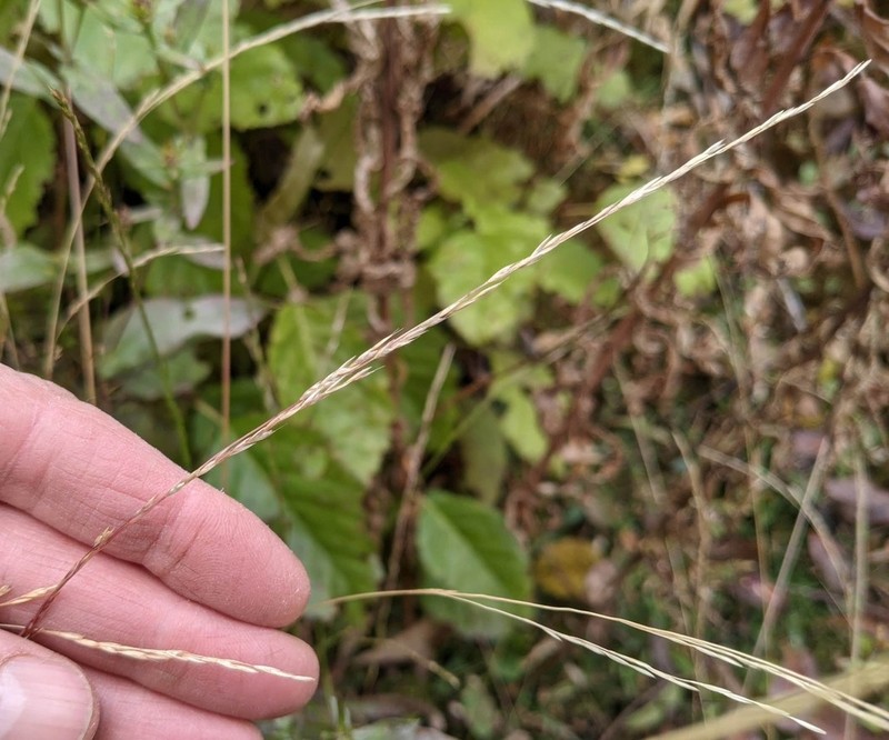 Slender Hairgrass photo 7