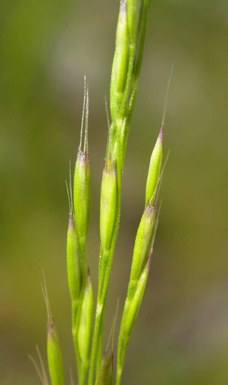 Slender Hairgrass photo 8