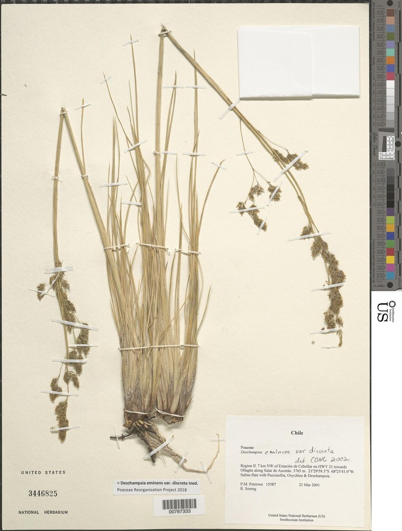Deschampsia eminens var. discreta