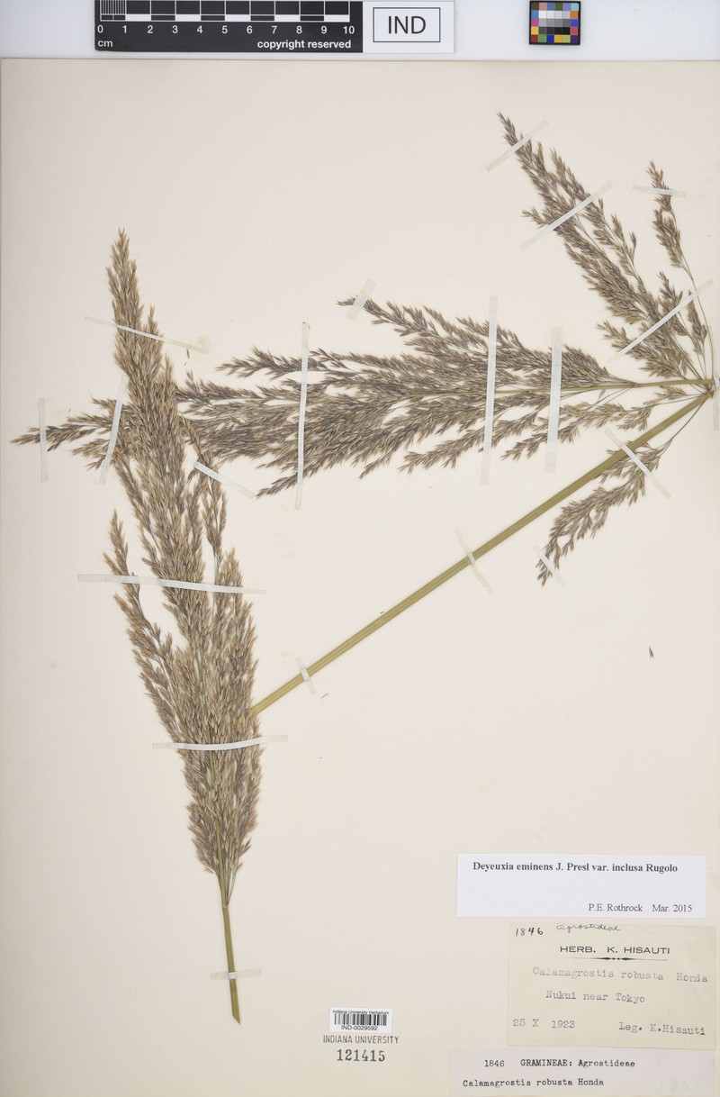 Deschampsia eminens var. discreta photo 2
