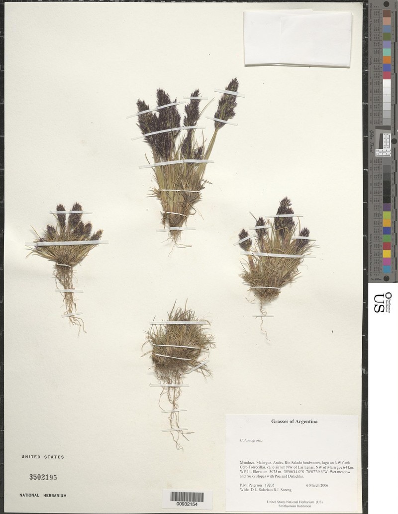 Deschampsia gayana