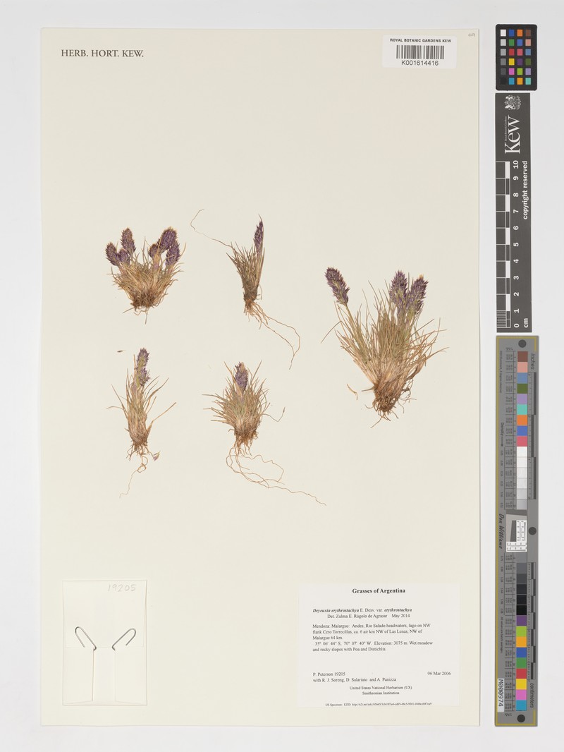 Deschampsia gayana var. gayana