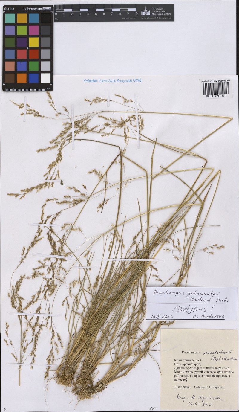 Deschampsia gulariantzii