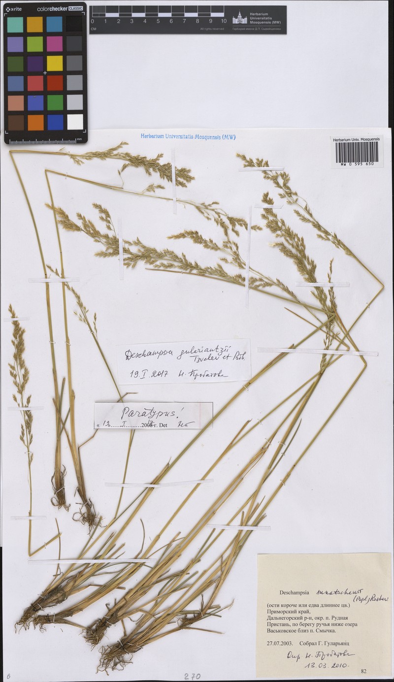 Deschampsia gulariantzii photo 2