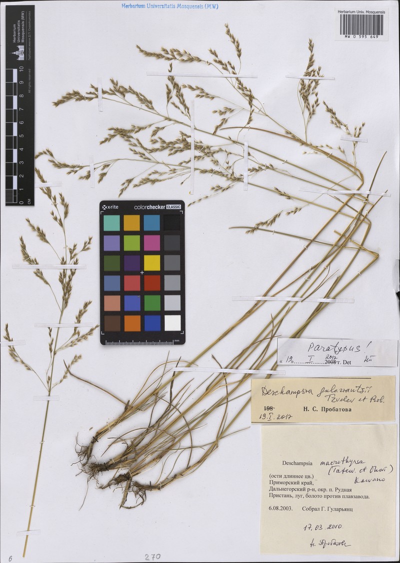 Deschampsia gulariantzii photo 3