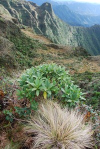 Alpine Hairgrass