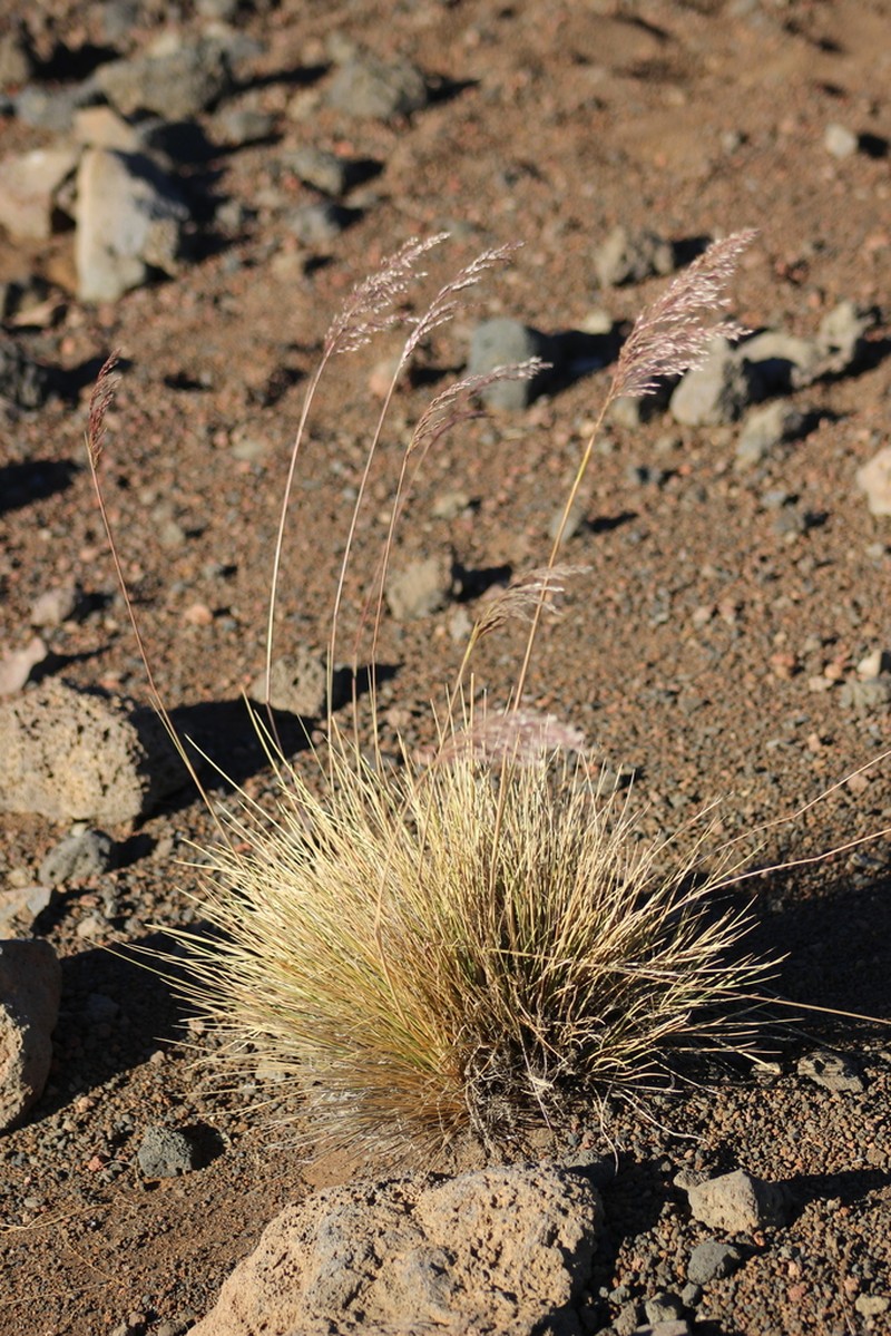 Alpine Hairgrass photo 2