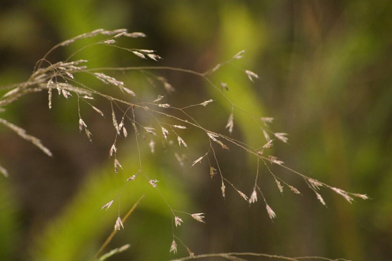 Alpine Hairgrass photo 3