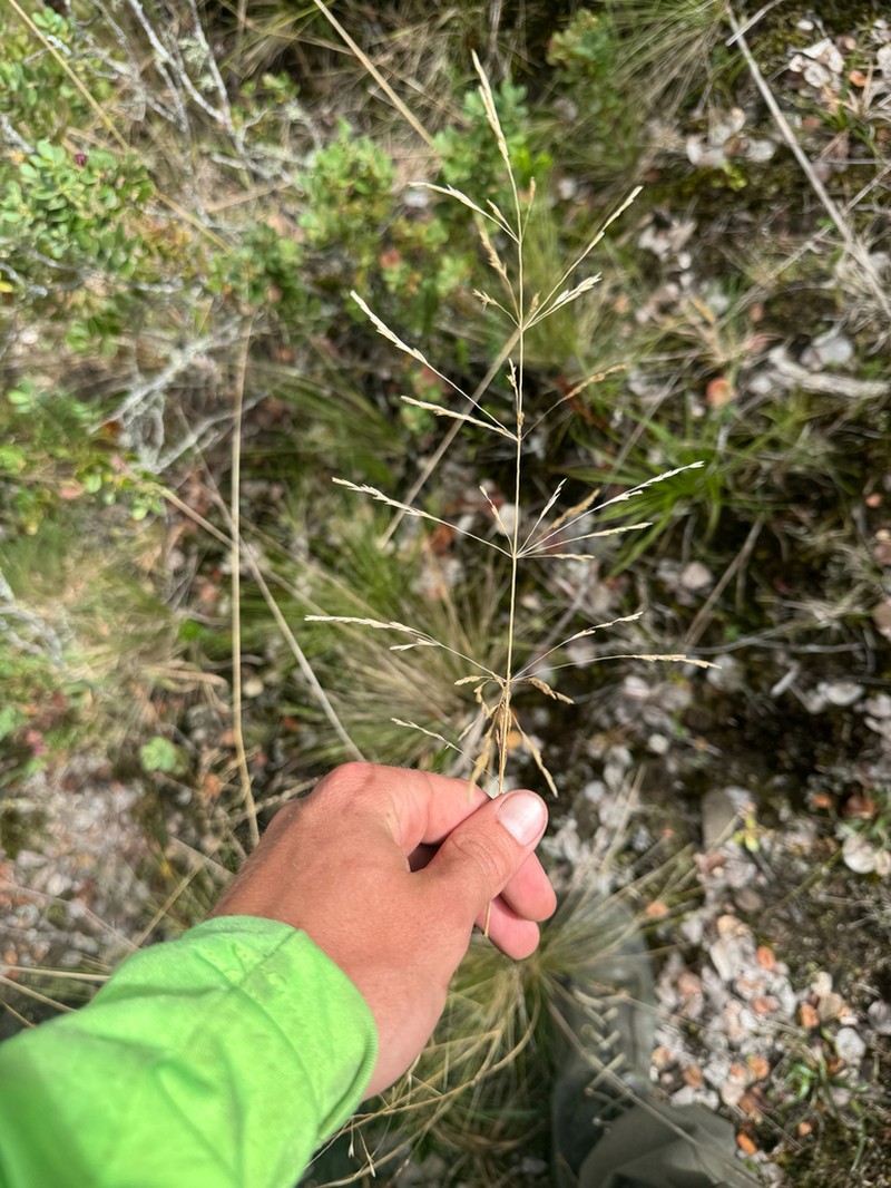 Alpine Hairgrass photo 4