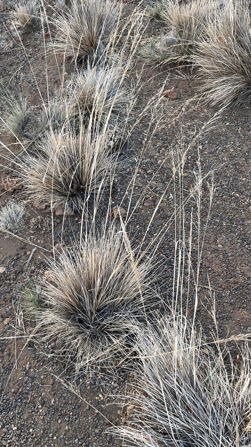 Alpine Hairgrass photo 5