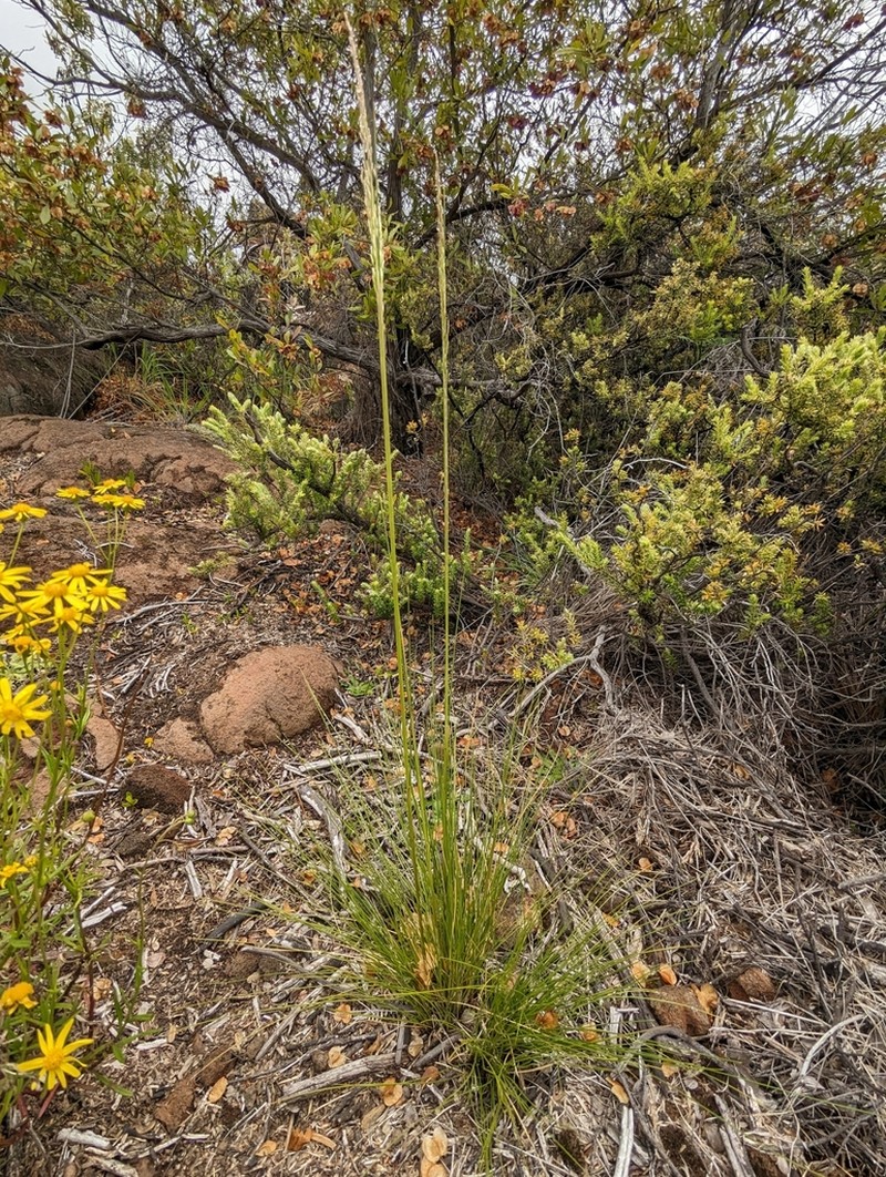 Alpine Hairgrass photo 6