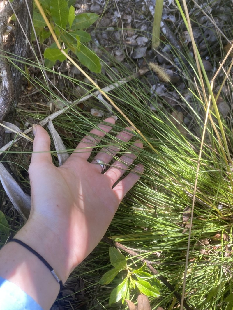 Alpine Hairgrass photo 7