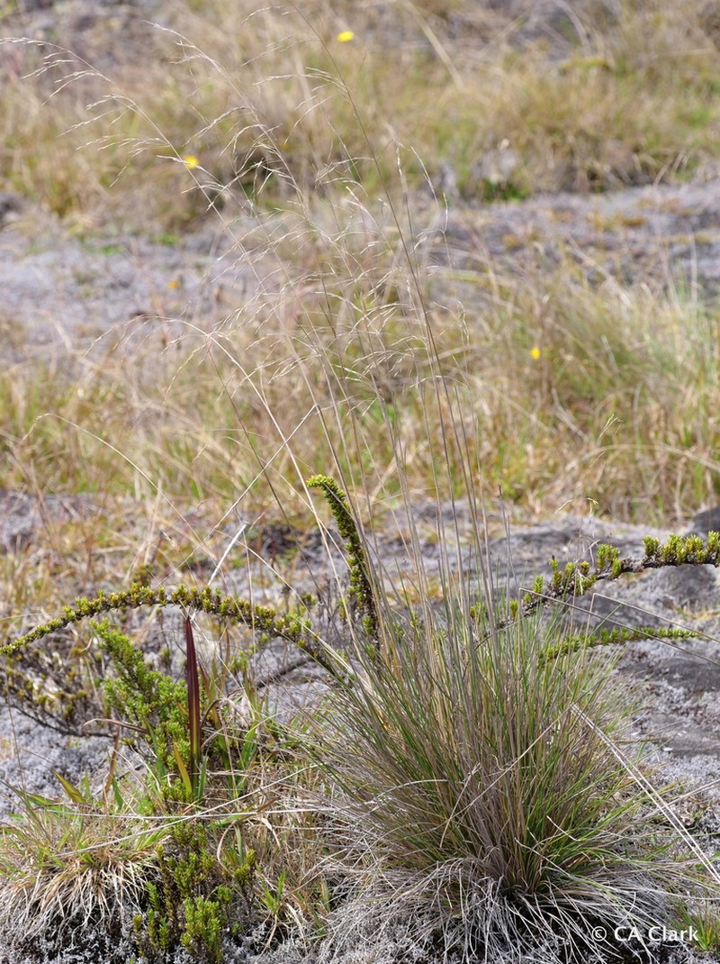 Alpine Hairgrass photo 8