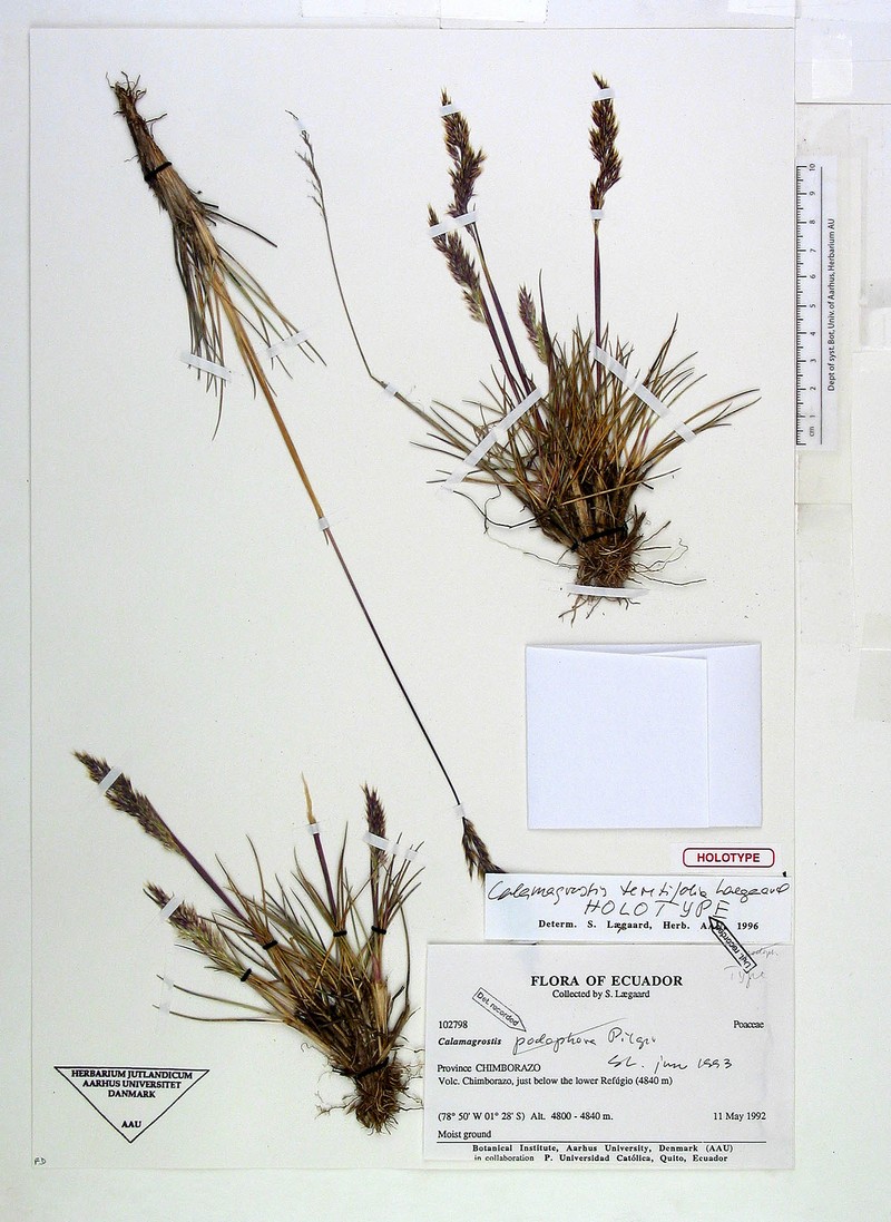 Deschampsia teretifolia