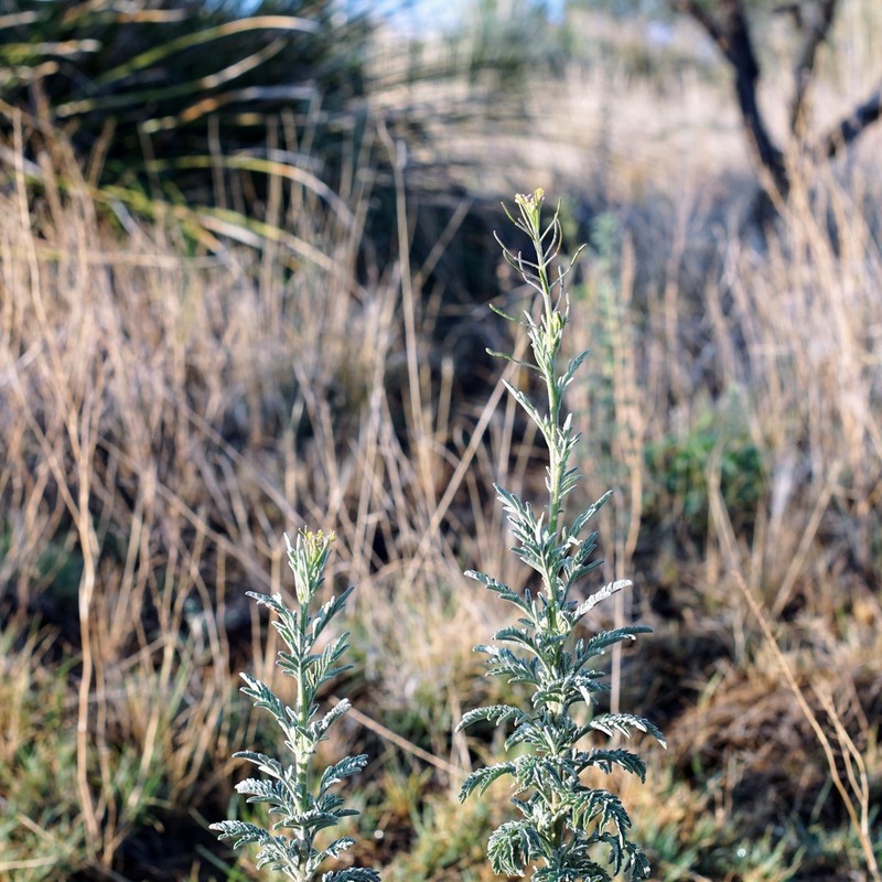 Descurainia adenophora photo 2