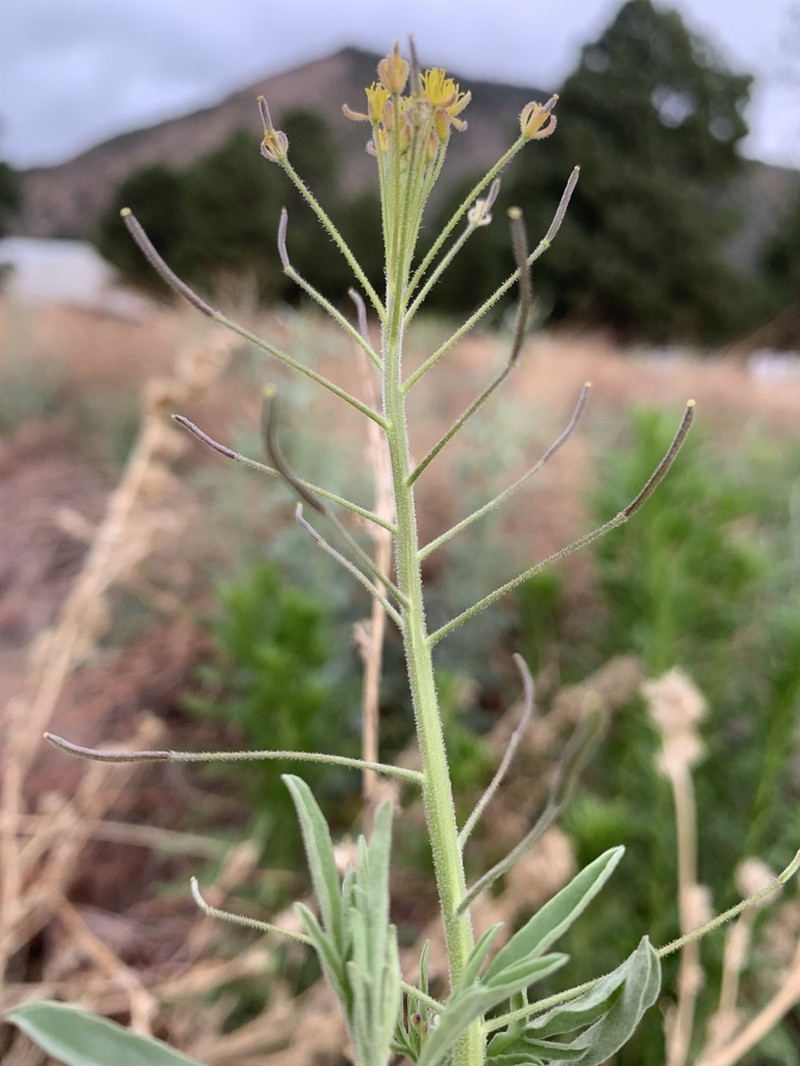 Descurainia adenophora photo 3