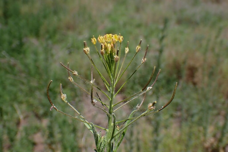 Descurainia adenophora photo 4