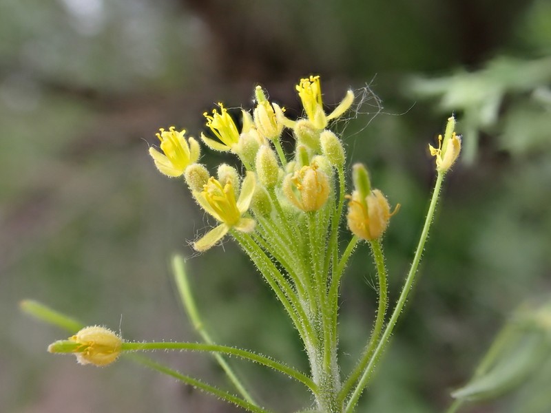 Descurainia adenophora photo 5
