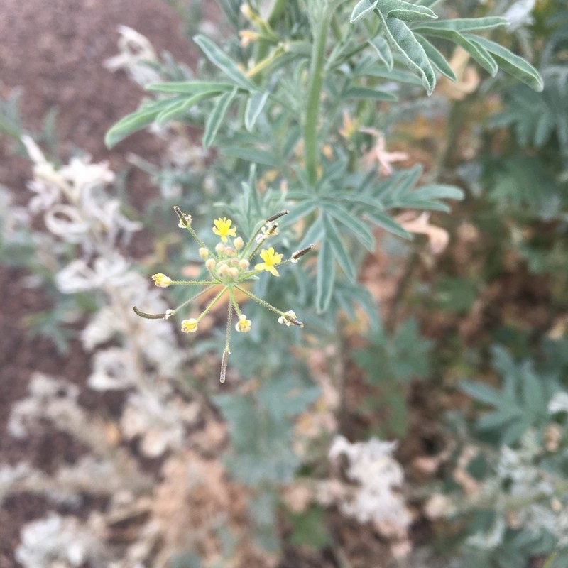 Descurainia adenophora photo 8