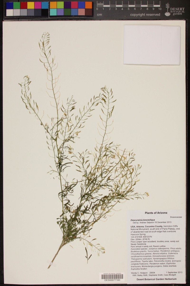 Descurainia brevisiliqua