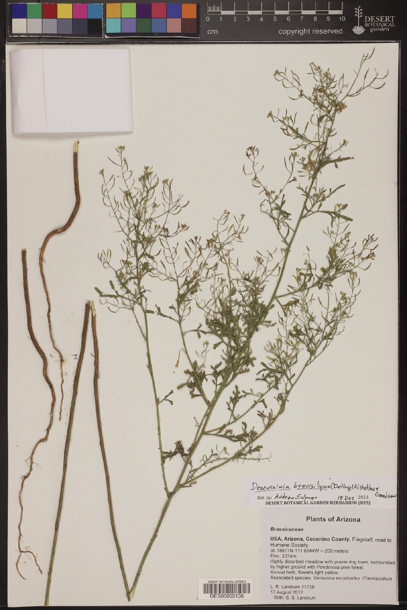 Descurainia brevisiliqua photo 2