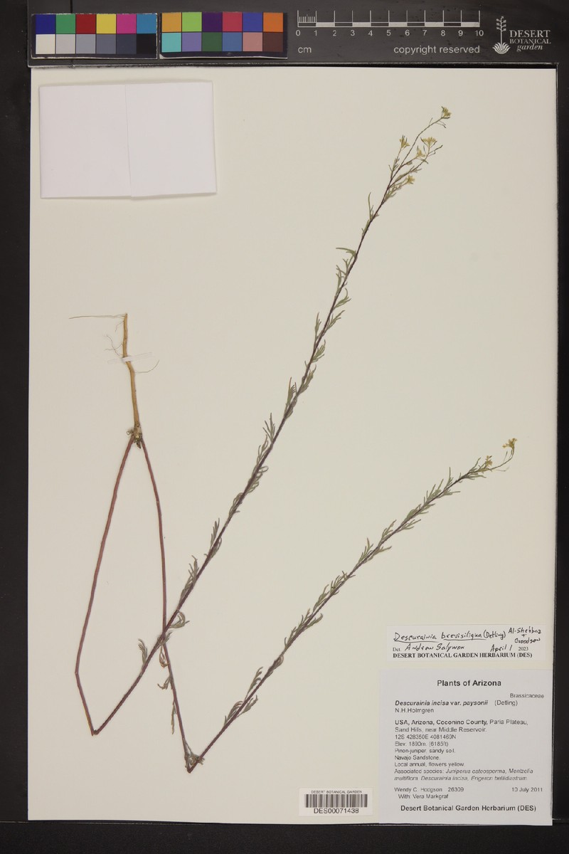 Descurainia brevisiliqua photo 3