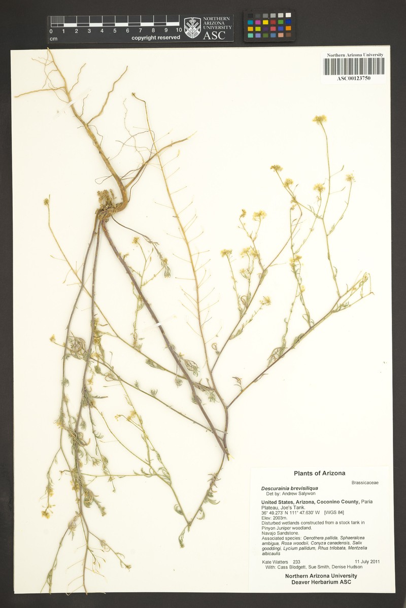 Descurainia brevisiliqua photo 4