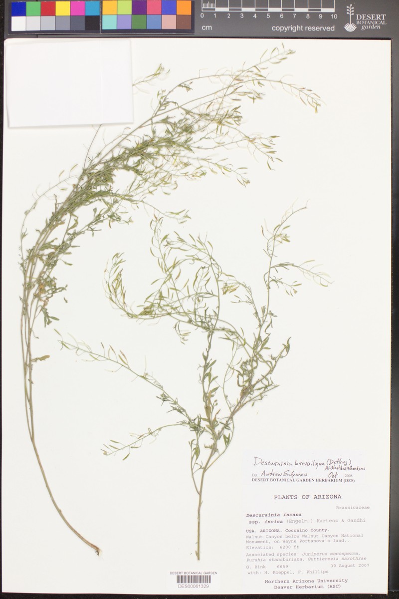 Descurainia brevisiliqua photo 5