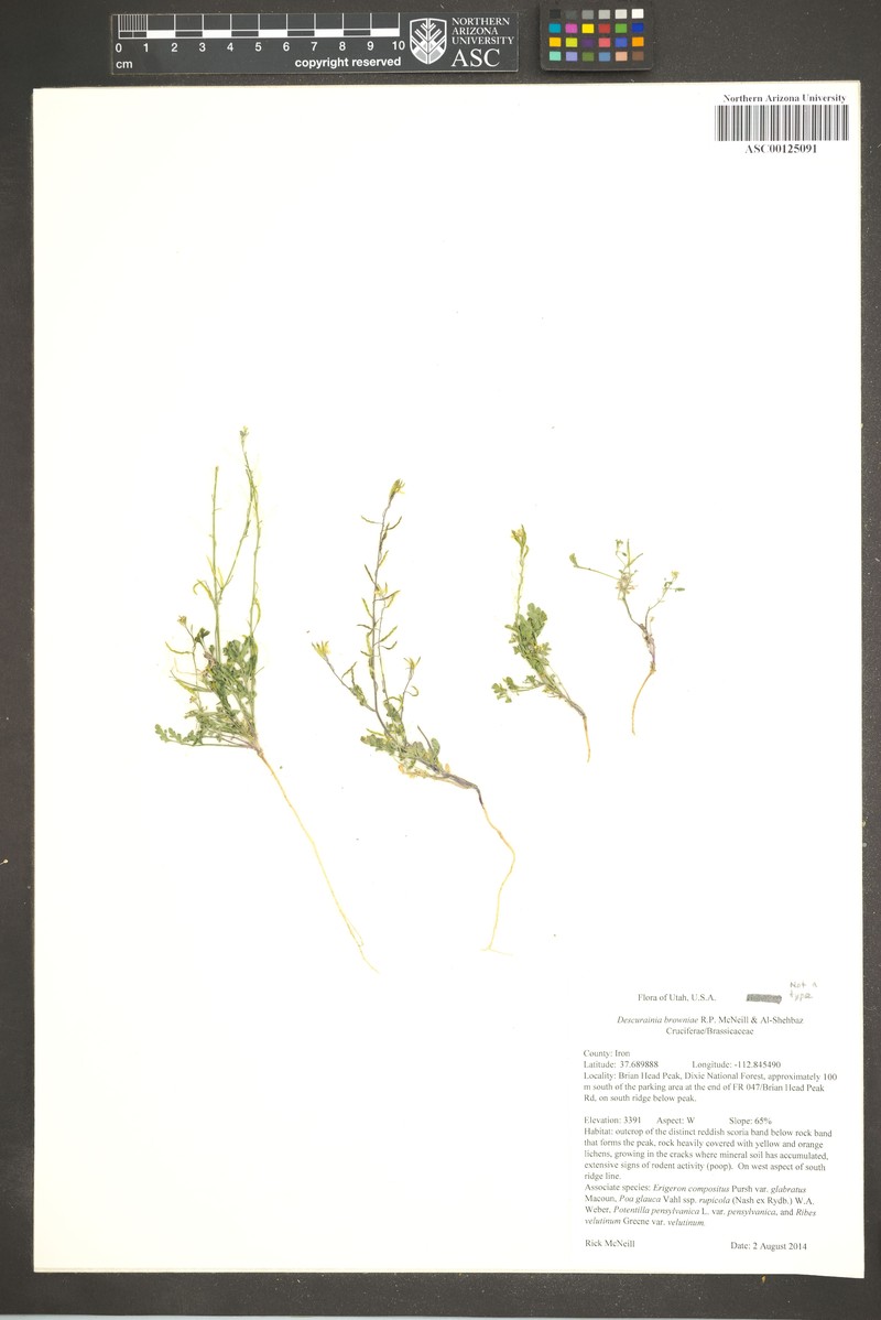 Descurainia browniae