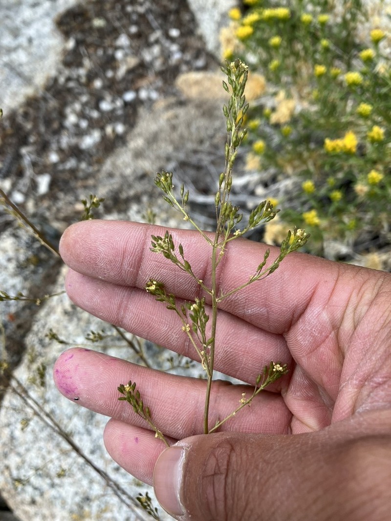 Sierra Tansymustard