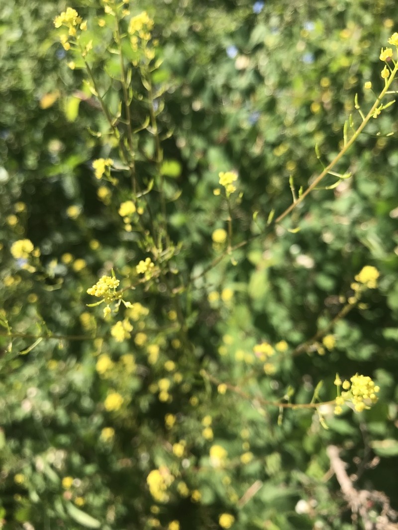 Sierra Tansymustard photo 2
