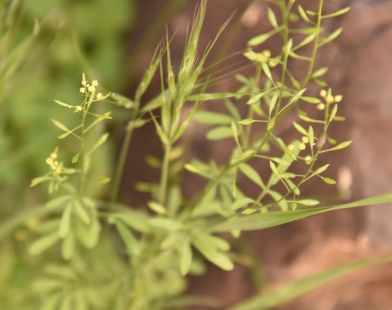 Sierra Tansymustard photo 3