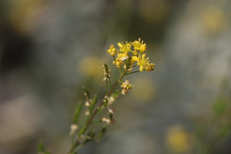 Sierra Tansymustard photo 5