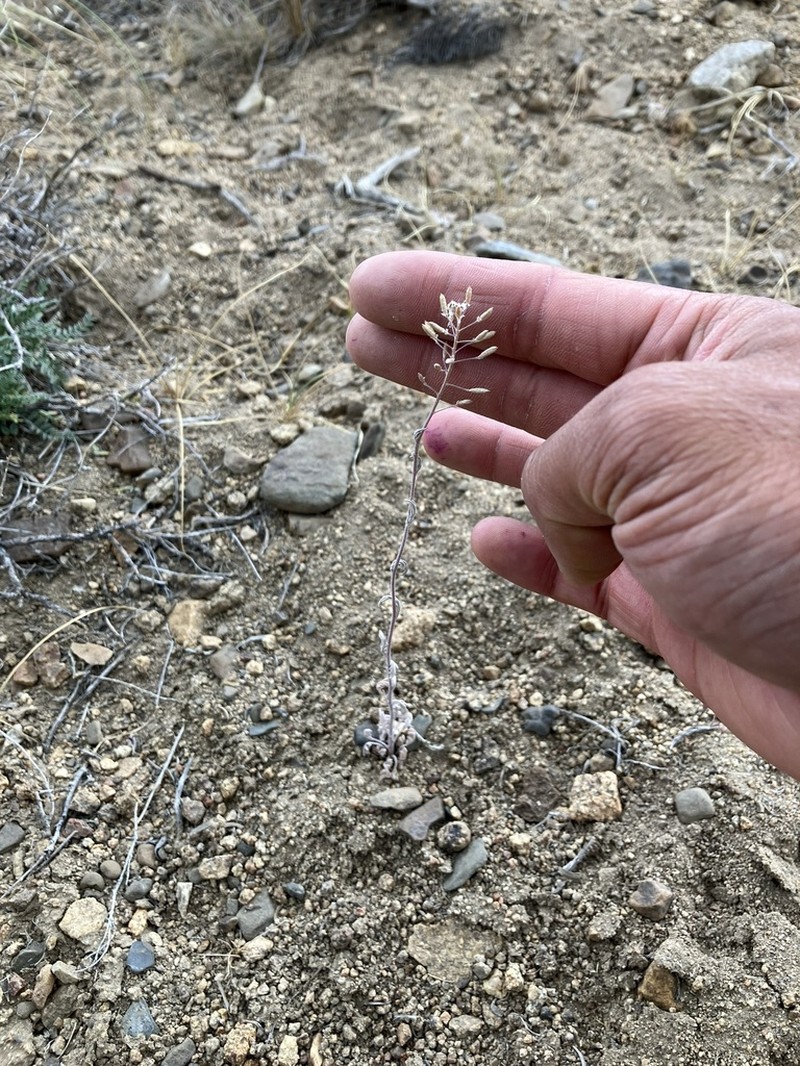 Sierra Tansymustard photo 6