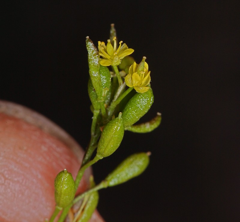 Sierra Tansymustard photo 7