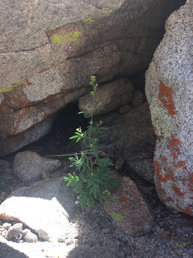 Sierra Tansymustard photo 8