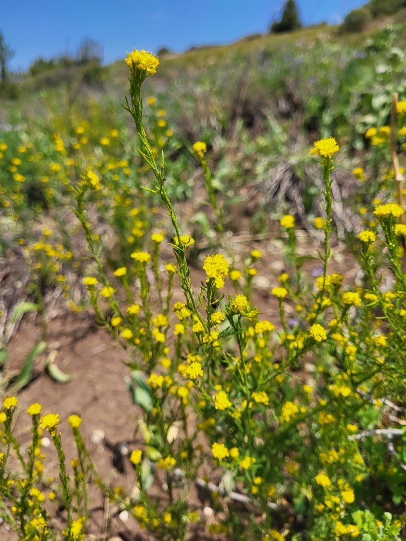 Mountain Tansymustard