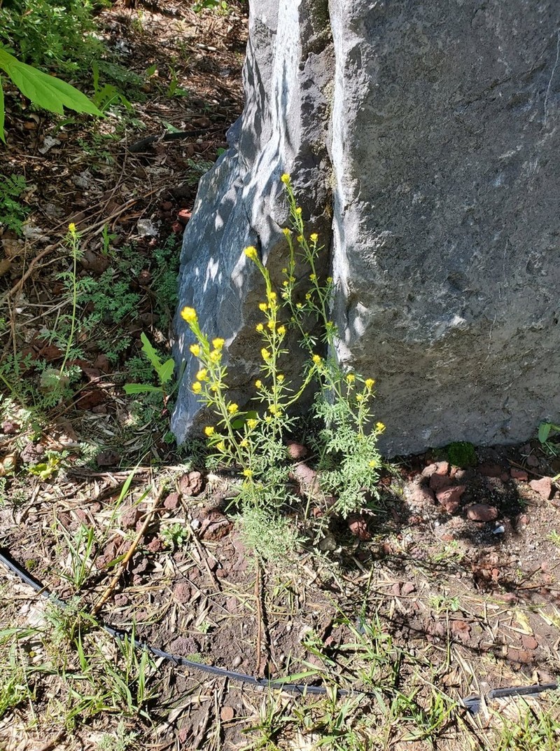 Mountain Tansymustard photo 2