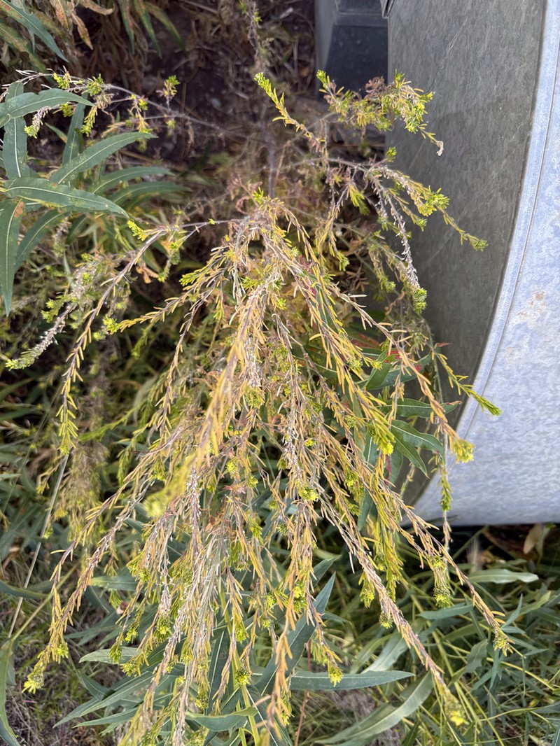 Mountain Tansymustard photo 3