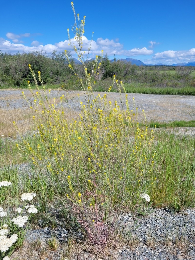 Mountain Tansymustard photo 4