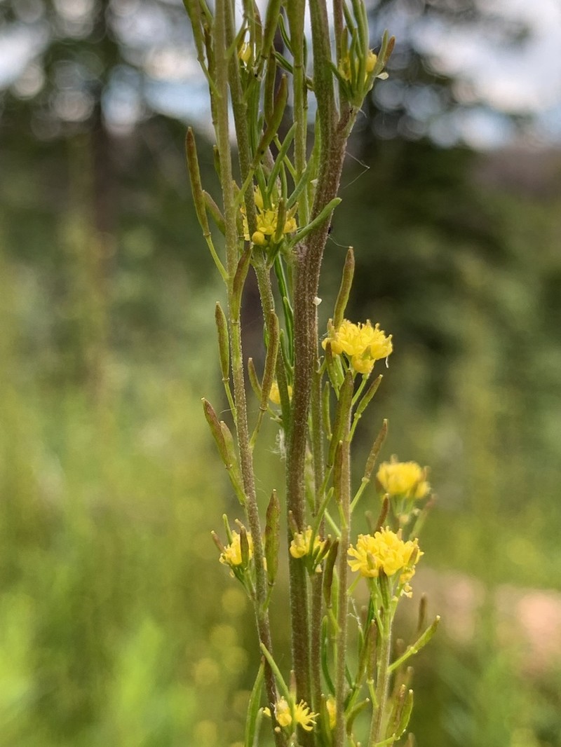Mountain Tansymustard photo 5