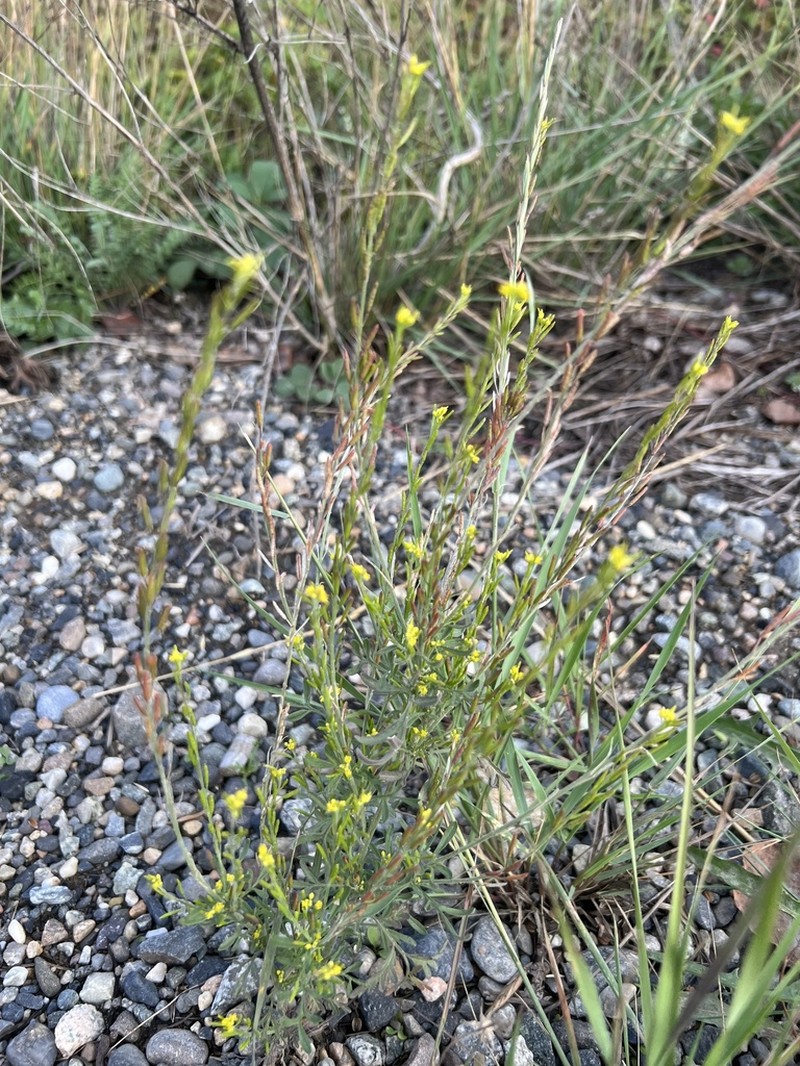 Mountain Tansymustard photo 7