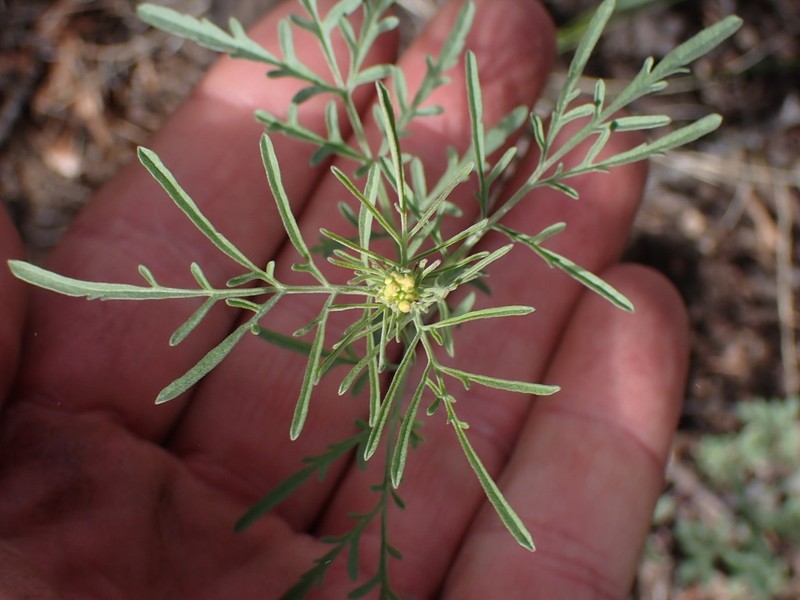 Descurainia incisa