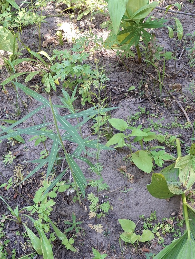 Descurainia incisa subsp. incisa