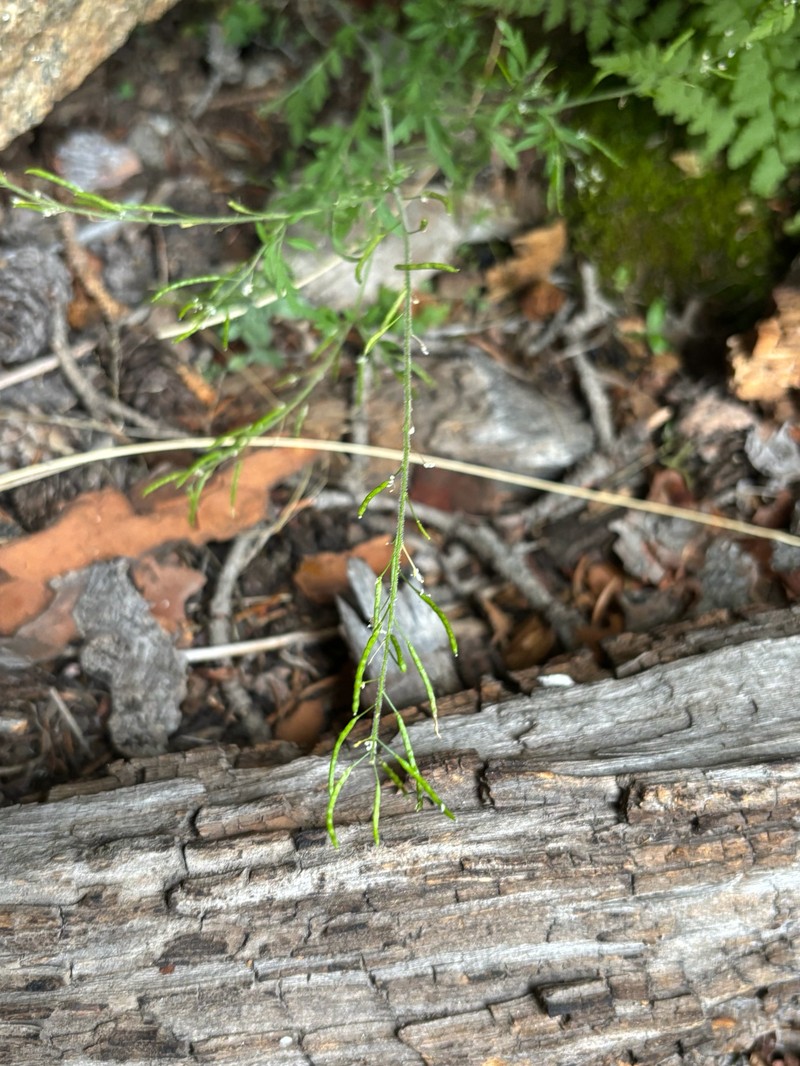 Descurainia incisa subsp. incisa photo 2