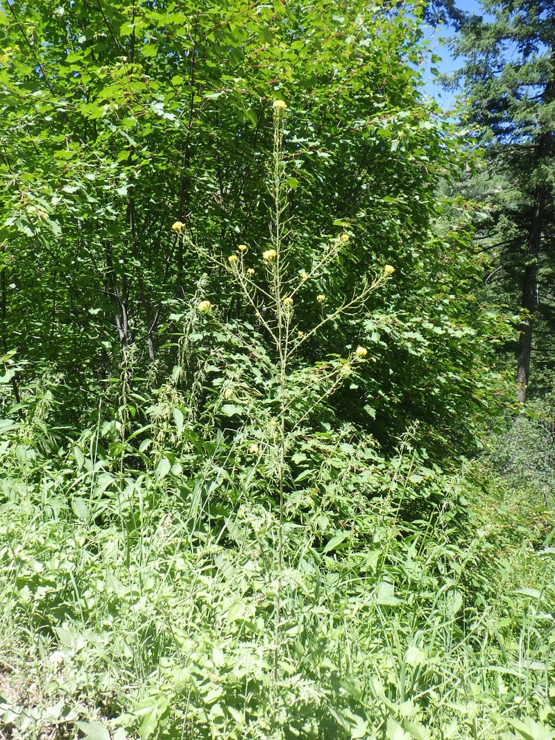 Descurainia incisa subsp. incisa photo 3