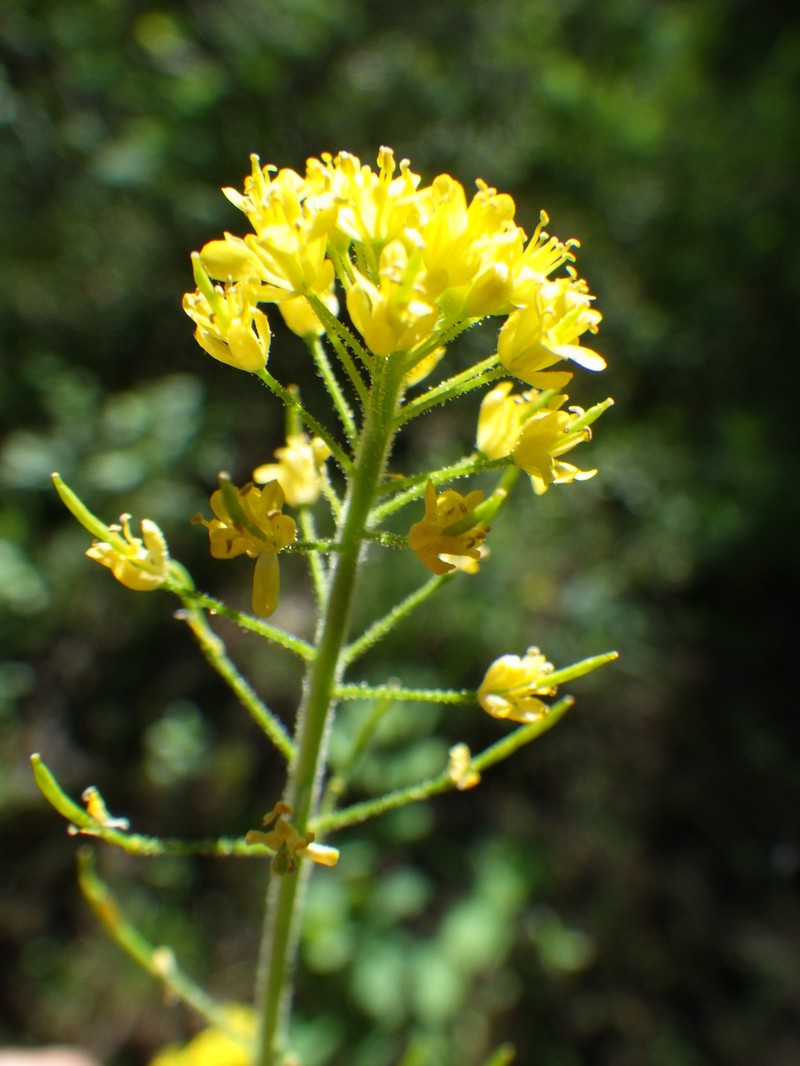 Descurainia incisa subsp. incisa photo 4