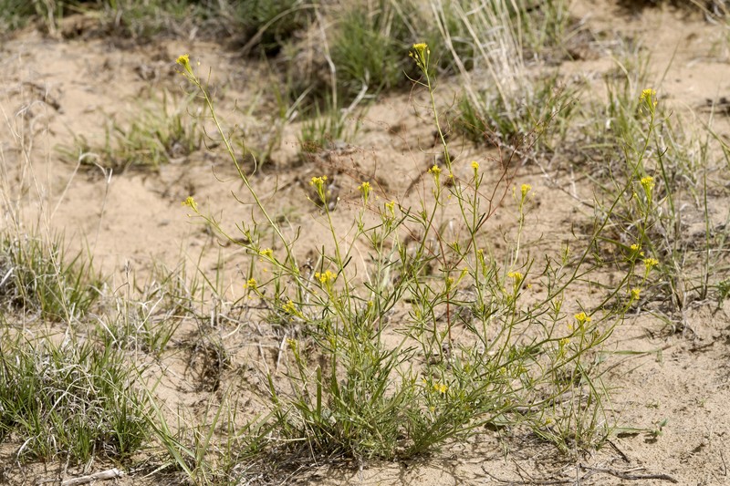 Descurainia incisa subsp. paysonii