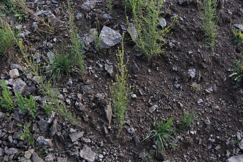 Descurainia kenheilii