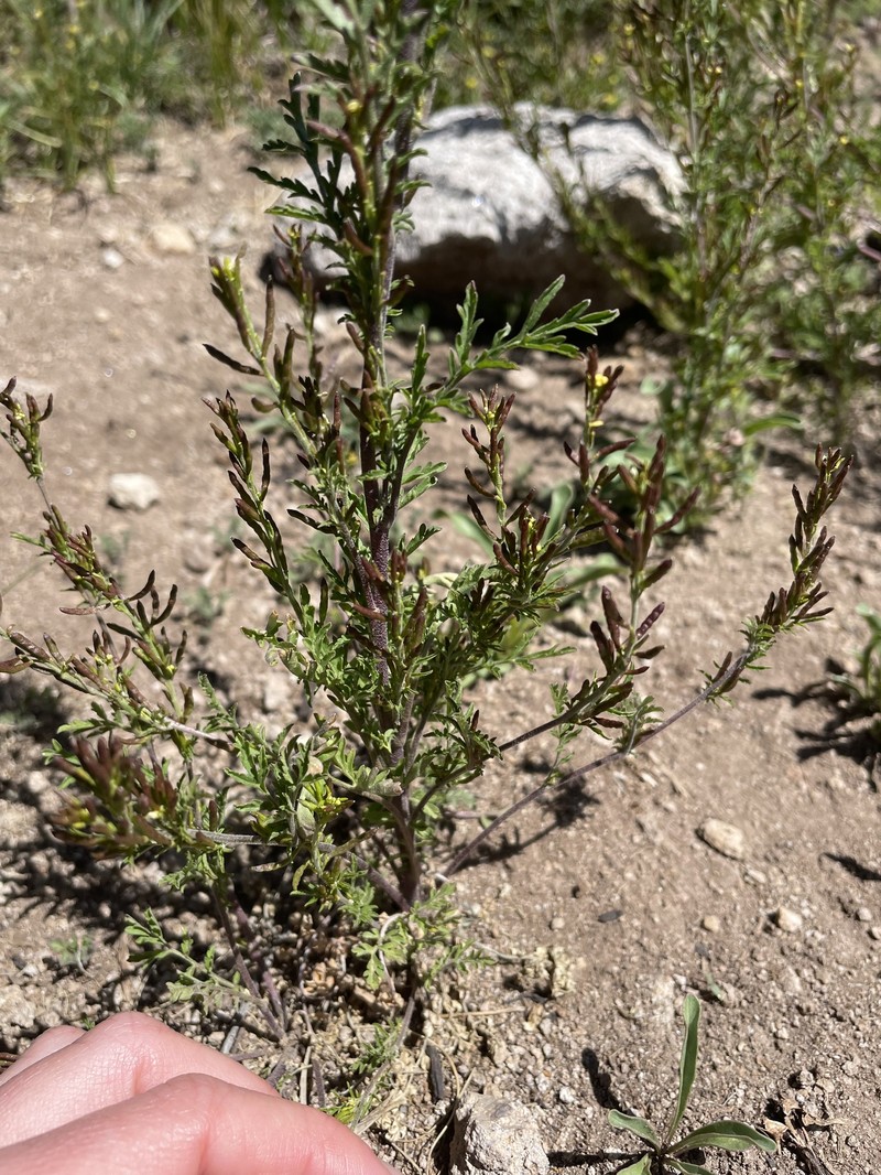 Descurainia kenheilii photo 8